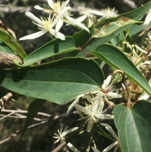 Clematis glycinoides at Bungonia, NSW - 31 Oct 2021