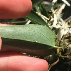 Clematis glycinoides at Bungonia, NSW - 31 Oct 2021 11:58 AM