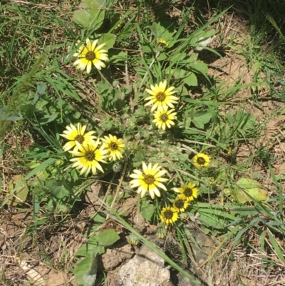 Arctotheca calendula (Capeweed, Cape Dandelion) at Bungonia, NSW - 31 Oct 2021 by NedJohnston