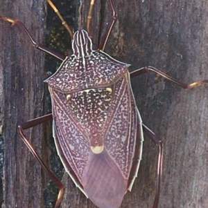 Poecilometis sp. (genus) at Bungonia, NSW - 31 Oct 2021