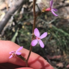 Stylidium graminifolium (Grass Triggerplant) at Bungonia State Conservation Area - 31 Oct 2021 by Ned_Johnston