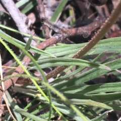 Stylidium graminifolium at Bungonia, NSW - 31 Oct 2021