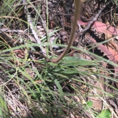Stylidium graminifolium at Bungonia, NSW - 31 Oct 2021