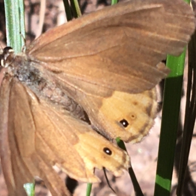 Hypocysta pseudirius (Grey Ringlet, Dingy Ringlet) at Bungonia, NSW - 31 Oct 2021 by NedJohnston