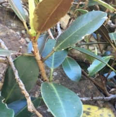 Ficus rubiginosa (Port Jackson or Rusty Fig) at Bungonia, NSW - 31 Oct 2021 by NedJohnston