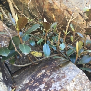 Ficus rubiginosa at Bungonia, NSW - 31 Oct 2021 01:42 PM