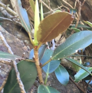Ficus rubiginosa at Bungonia, NSW - 31 Oct 2021