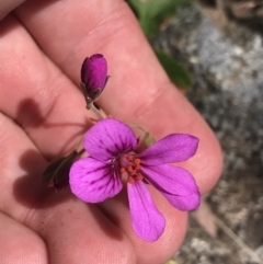 Pelargonium rodneyanum (Magenta Stork's Bill) at Bungonia, NSW - 31 Oct 2021 by Tapirlord