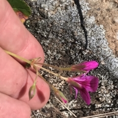 Pelargonium rodneyanum at Bungonia, NSW - 31 Oct 2021