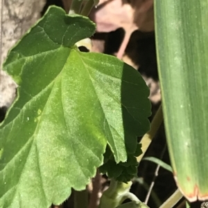Pelargonium rodneyanum at Bungonia, NSW - 31 Oct 2021