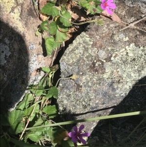 Pelargonium rodneyanum at Bungonia, NSW - 31 Oct 2021