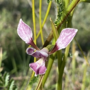 Diuris dendrobioides at suppressed - 3 Nov 2021