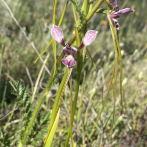 Diuris dendrobioides at suppressed - suppressed