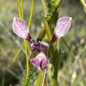 Diuris dendrobioides at suppressed - 3 Nov 2021