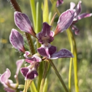 Diuris dendrobioides at suppressed - 3 Nov 2021