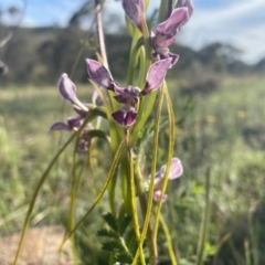 Diuris dendrobioides at suppressed - 3 Nov 2021