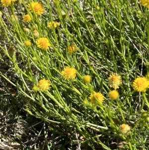 Calotis lappulacea at Yarralumla, ACT - 27 Oct 2021