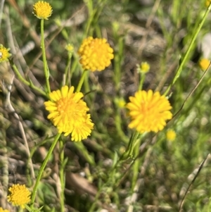 Calotis lappulacea at Yarralumla, ACT - 27 Oct 2021