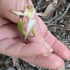 Caladenia moschata (Musky Caps) at Black Mountain - 1 Nov 2021 by Wendyp5