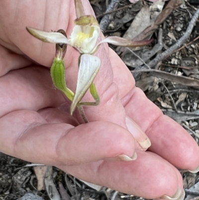 Caladenia moschata (Musky Caps) at Bruce, ACT - 1 Nov 2021 by Wendyp5