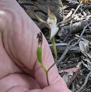 Caladenia moschata at Bruce, ACT - suppressed