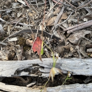 Caladenia moschata at Bruce, ACT - suppressed