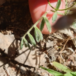 Swainsona sericea at Tennent, ACT - 1 Nov 2021 02:43 PM