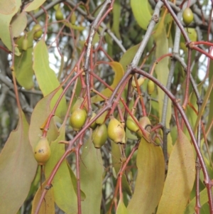 Amyema miquelii at Theodore, ACT - 11 Oct 2021 04:30 PM