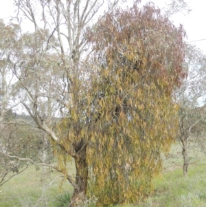 Amyema miquelii at Theodore, ACT - 11 Oct 2021 04:30 PM