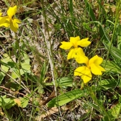 Goodenia pinnatifida (Scrambled Eggs) at Ainslie, ACT - 3 Nov 2021 by Mike