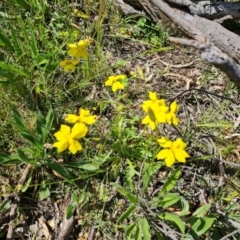 Goodenia pinnatifida at Ainslie, ACT - 3 Nov 2021 10:56 AM