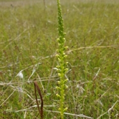 Microtis parviflora (Slender Onion Orchid) at Goorooyarroo NR (ACT) - 1 Nov 2021 by gregbaines