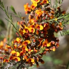 Dillwynia sericea at Chiltern, VIC - 29 Oct 2021 by KylieWaldon