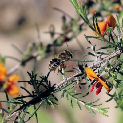 Trichocolletes aeratus at Chiltern, VIC - 29 Oct 2021 by KylieWaldon