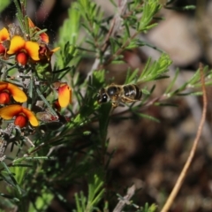 Apiformes (informal group) at Chiltern, VIC - 30 Oct 2021 09:42 AM