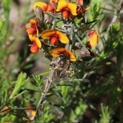 Apiformes (informal group) at Chiltern, VIC - 30 Oct 2021 09:42 AM