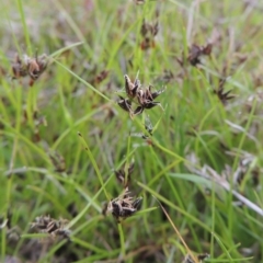 Schoenus apogon (Common Bog Sedge) at Theodore, ACT - 11 Oct 2021 by michaelb