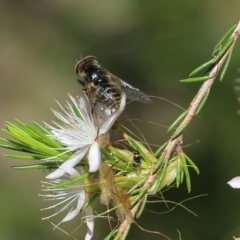 Unidentified True fly (Diptera) (TBC) at Chiltern, VIC - 29 Oct 2021 by KylieWaldon