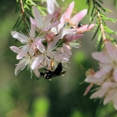 Unidentified Bee (Hymenoptera, Apiformes) (TBC) at Chiltern, VIC - 29 Oct 2021 by KylieWaldon