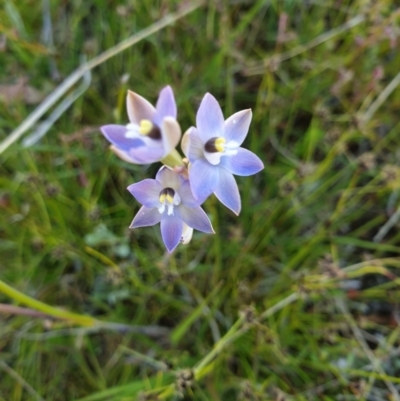 Thelymitra brevifolia (Short-leaf Sun Orchid) at Throsby, ACT - 2 Nov 2021 by gregbaines