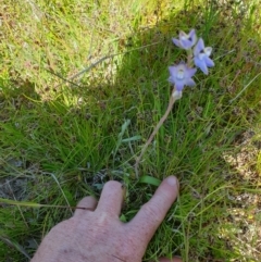 Thelymitra brevifolia at Throsby, ACT - suppressed