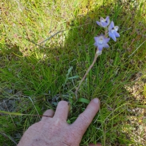 Thelymitra brevifolia at Throsby, ACT - suppressed