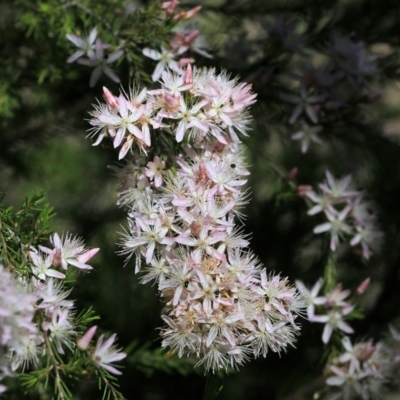 Calytrix tetragona (Common Fringe-myrtle) at Beechworth, VIC - 30 Oct 2021 by KylieWaldon