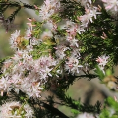 Calytrix tetragona at Beechworth, VIC - 30 Oct 2021 09:49 AM