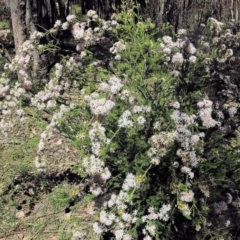 Calytrix tetragona at Beechworth, VIC - 30 Oct 2021 09:49 AM