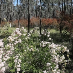 Calytrix tetragona at Beechworth, VIC - 30 Oct 2021 09:49 AM