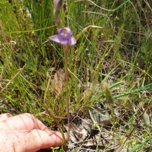 Thelymitra pauciflora at Throsby, ACT - 2 Nov 2021