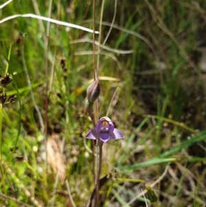 Thelymitra pauciflora at Throsby, ACT - 2 Nov 2021