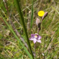 Thelymitra pauciflora at Throsby, ACT - 2 Nov 2021