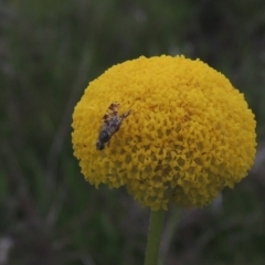 Tephritidae sp. (family) (Unidentified Fruit or Seed fly) at Theodore, ACT - 11 Oct 2021 by MichaelBedingfield